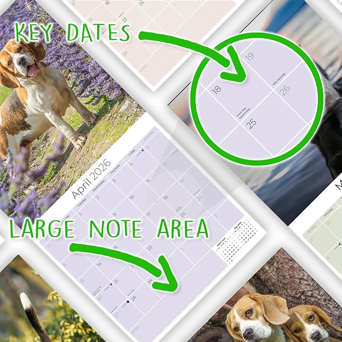 Beagle Calendar 2026 by MegaCalendars – Monthly Dog Breed Wall Calendar, Made in USA