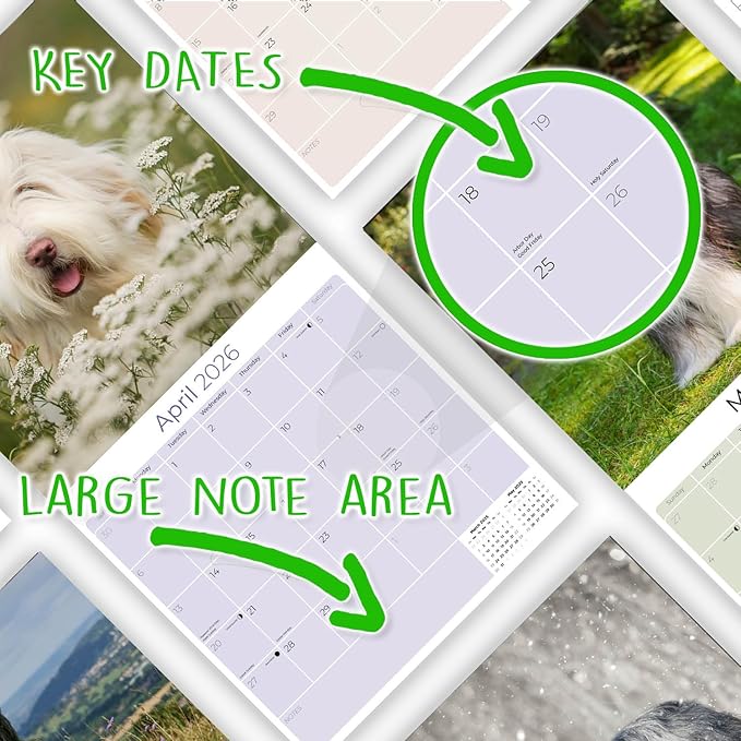 Bearded Collie Calendar 2026 by MegaCalendars – Monthly Dog Breed Wall Calendar, Made in USA