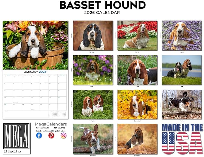 2025 2026 Basset Hound Calendar - Dog Breed Monthly Wall Calendar - 12" x 18" Open - Thick No-Bleed Paper - Giftable - Academic Teacher's Planner Calendar Organizing & Planning - Made in USA