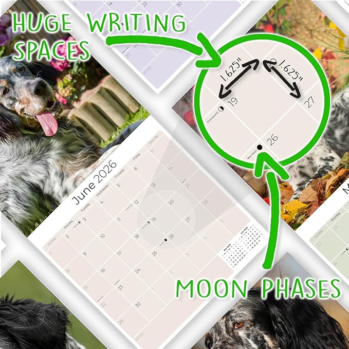 English Setter Calendar 2026 by MegaCalendars – Monthly Dog Breed Wall Calendar, Made in USA