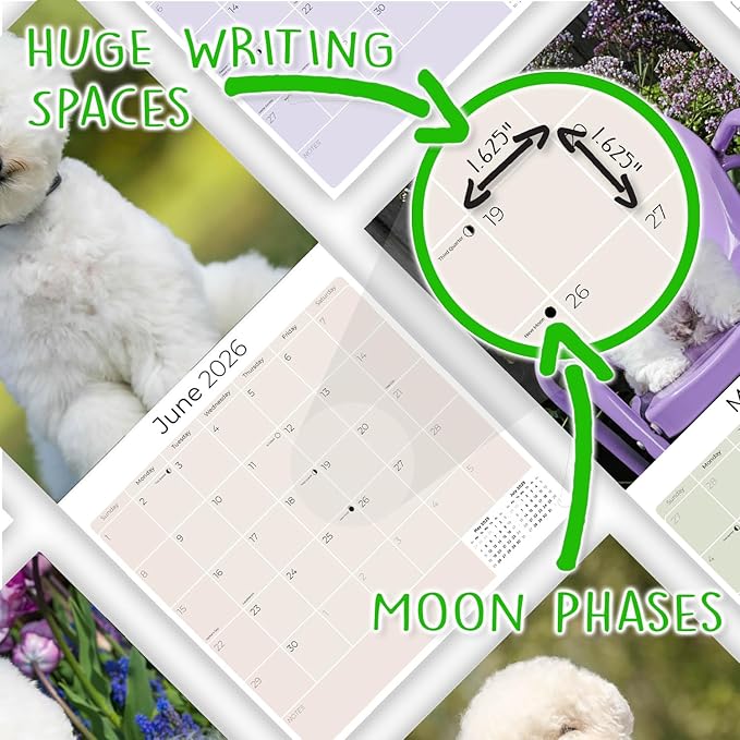 Bichon Frise Calendar 2026 by MegaCalendars – Monthly Dog Breed Wall Calendar, Made in USA