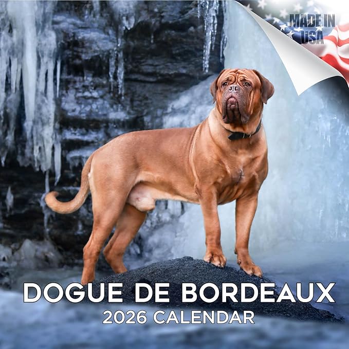 Dogue De Bordeaux Calendar 2026 by MegaCalendars – Monthly Dog Breed Wall Calendar, Made in USA