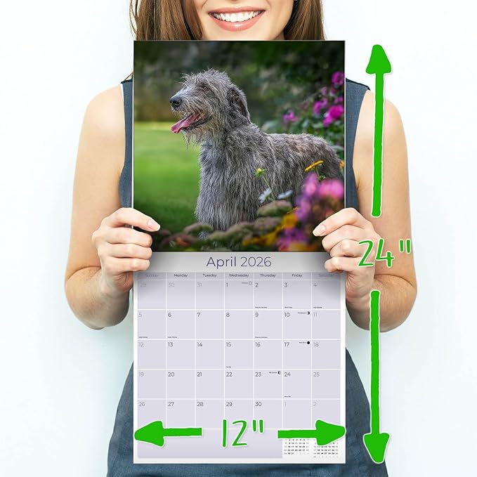 Irish Wolfhound Calendar 2026 by MegaCalendars – Monthly Dog Breed Wall Calendar, Made in USA