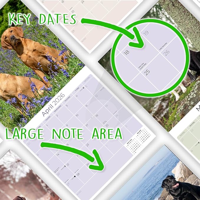 Labrador Retriever Calendar 2026 – 16-Month Dog Breed Wall Calendar by MegaCalendars – Black, Brown & Yellow Labs – Large Daily Blocks, Thick No-Bleed Paper, Made in USA