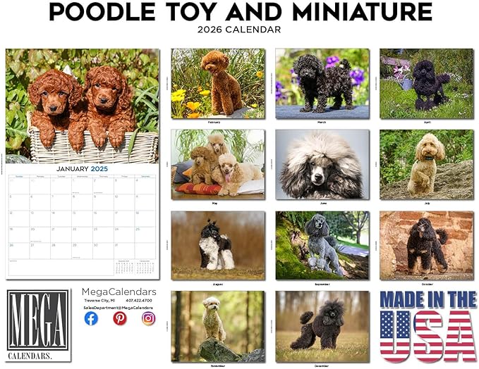 2025 2026 Poodle Toy and Miniature Calendar - Dog Breed Monthly Wall Calendar - 12" x 18" Open - Thick No-Bleed Paper - Giftable - Academic Teacher's Planner Calendar Organizing & Planning - Made in USA