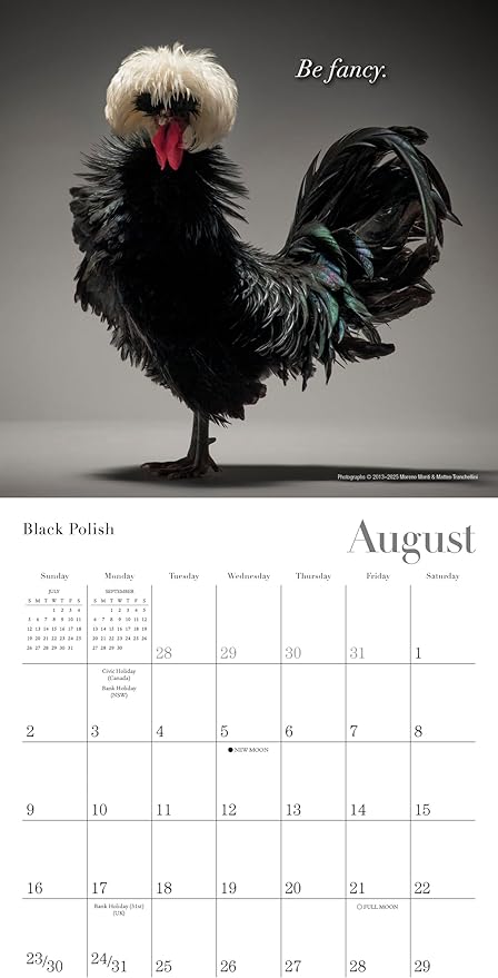 Glamour Chicks 2026 Mini Wall Calendar: Funny Chicken Photography & Farm Animal Art with Glamorous Portraits, 7" × 7"