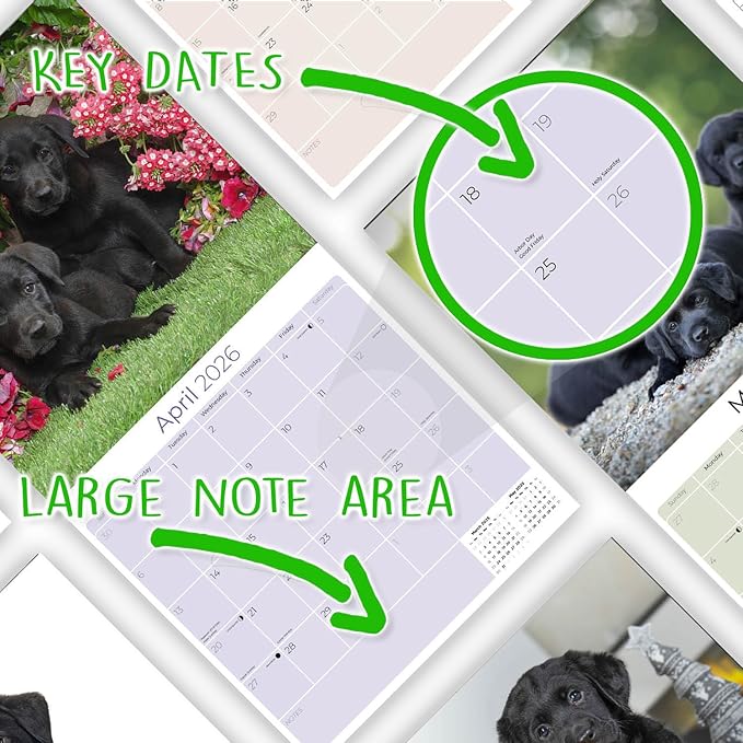 Labrador Pups Black Calendar 2026 by MegaCalendars – Monthly Dog Breed Wall Calendar, Made in USA