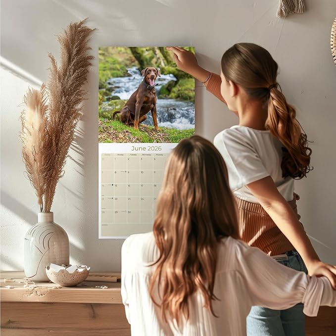 Doberman Calendar 2026 – 16-Month Dog Breed Wall Calendar by MegaCalendars – Large Daily Blocks, Thick No-Bleed Paper, Made in USA