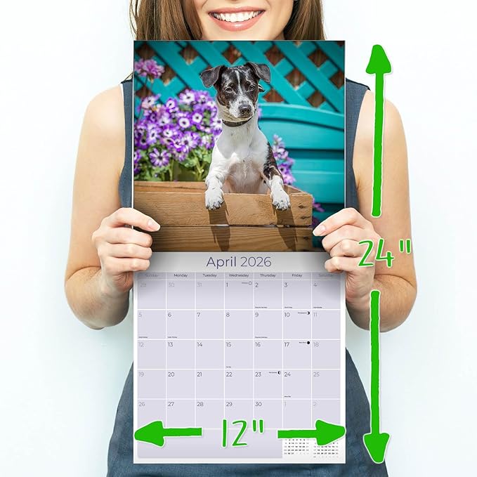 Jack Russell Calendar 2026 by MegaCalendars – Monthly Dog Breed Wall Calendar, Made in USA