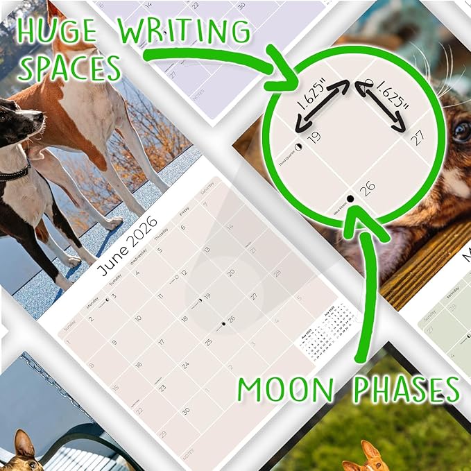 Basenji Calendar 2026 by MegaCalendars – Monthly Dog Breed Wall Calendar, Made in USA