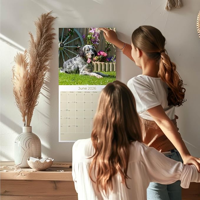 English Setter Calendar 2026 by MegaCalendars – Monthly Dog Breed Wall Calendar, Made in USA