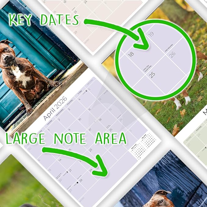 Staffordshire Bull Terrier Calendar 2026 by MegaCalendars – Monthly Dog Breed Wall Calendar, Made in USA