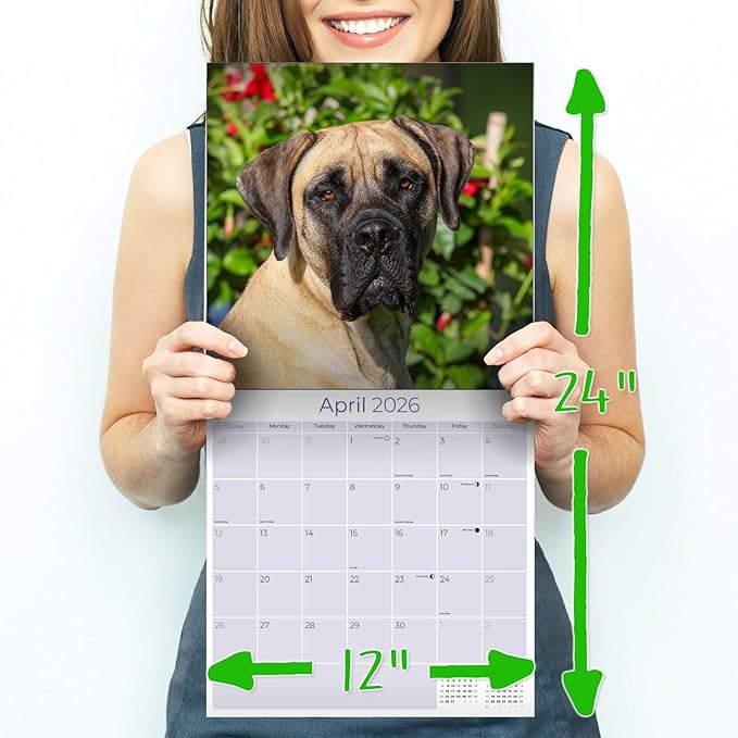 Mastiff Calendar 2026 by MegaCalendars – Monthly Dog Breed Wall Calendar, Made in USA