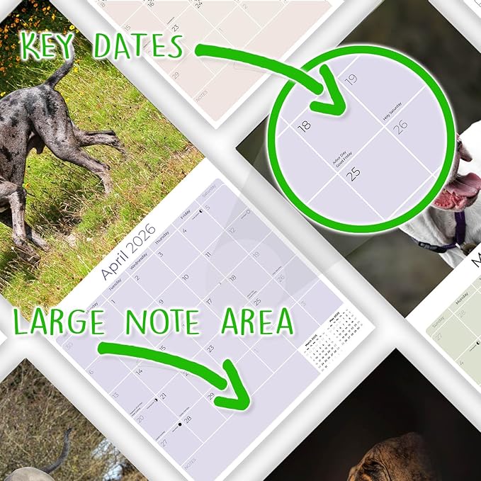 Great Dane Calendar 2026 – 16-Month Dog Breed Wall Calendar by MegaCalendars – Large Daily Blocks, Thick No-Bleed Paper, Made in USA