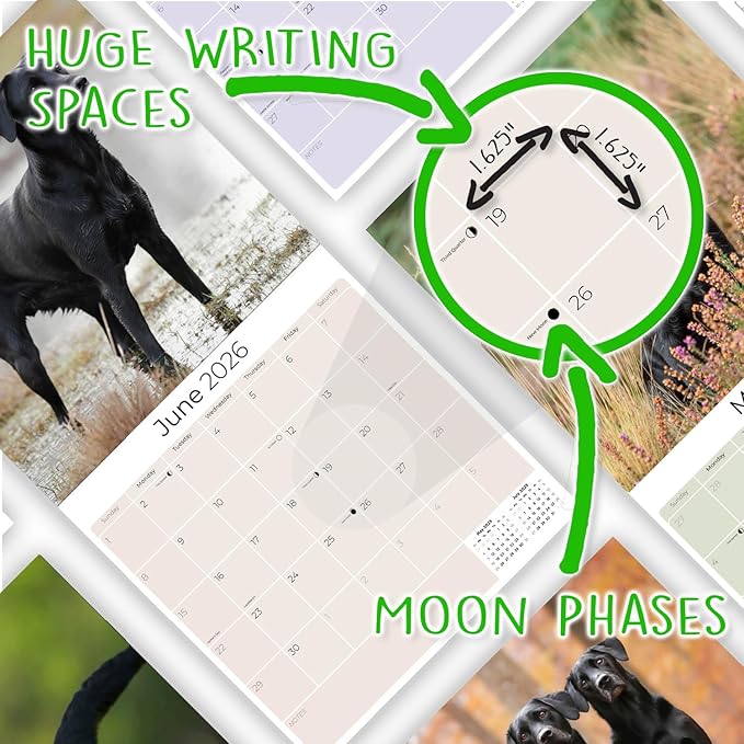 Black Labs Calendar 2026 – 16-Month Dog Breed Wall Calendar by MegaCalendars – Large Daily Blocks, Thick No-Bleed Paper, Made in USA