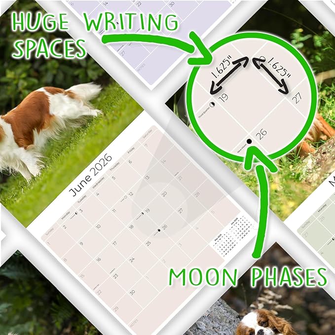 Cavalier King Charles Calendar 2026 by MegaCalendars – Monthly Dog Breed Wall Calendar, Made in USA
