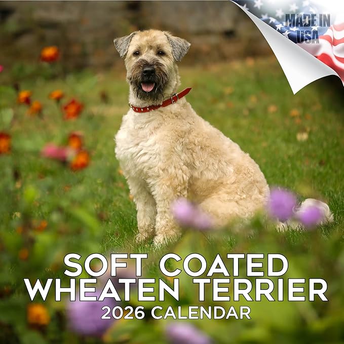 Softcoat Wheaten Terrier Calendar 2026 by MegaCalendars – Monthly Dog Breed Wall Calendar, Made in USA