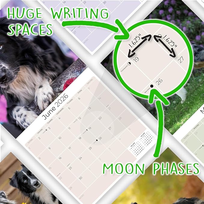Australian Shepherd Calendar 2026 – 16-Month Dog Breed Wall Calendar by MegaCalendars – Large Daily Blocks, Thick No-Bleed Paper, Made in USA