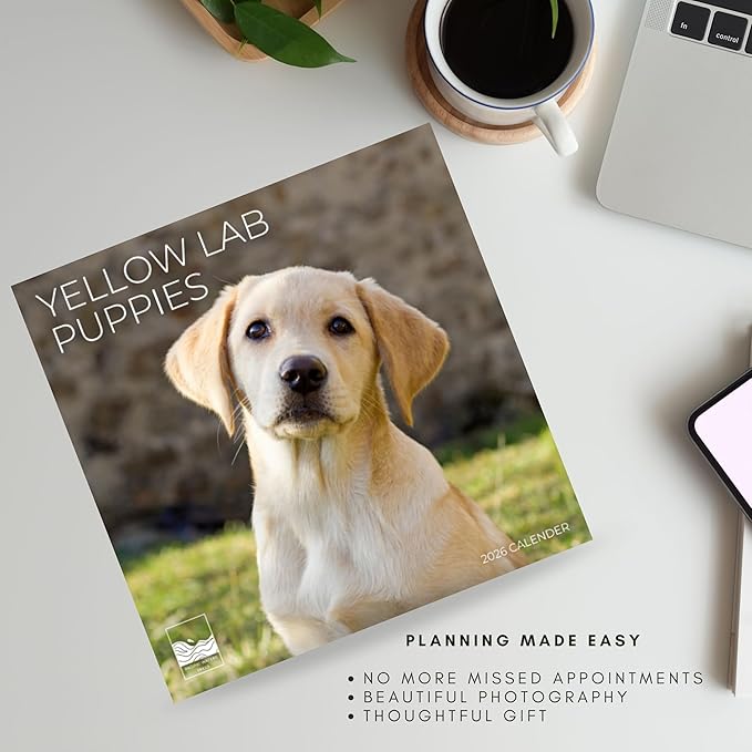 2026 Yellow Labrador Puppy Wall Calendar | 12" x 24" Open | Dog Photography Thick & Sturdy Paper for Organizing & Planning | Office Kitchen Decor or Gift | Pacific Waters Press (Yellow Lab Puppies)