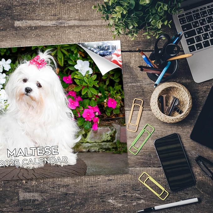 2025 2026 Maltese Calendar - Dog Breed Monthly Wall Calendar - 12" x 18" Open - Thick No-Bleed Paper - Giftable - Academic Teacher's Planner Calendar Organizing & Planning - Made in USA