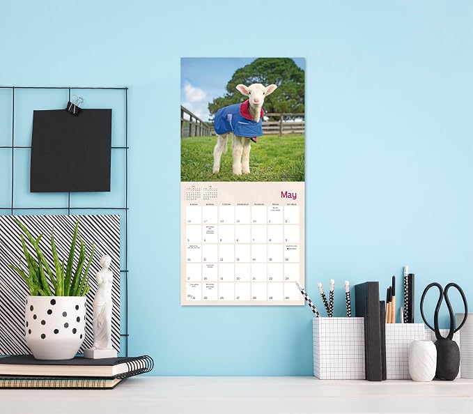 Lambies in Jammies & Goats in Coats 2026 Mini Wall Calendar, Cute Farm Animal Photography from Edgar’s Mission Rescue, 7" x 7"