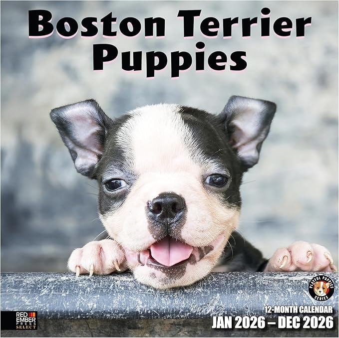 RED EMBER Select - Boston Terrier Puppies 2026 Wall Calendar 12 Month | 12" x 24" Open | Thick & Sturdy Paper | Giftable | Cute Puppy Dog Calendar 2026