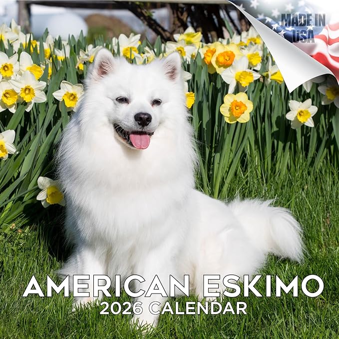 American Eskimo Calendar 2026 – 16-Month Dog Breed Wall Calendar by MegaCalendars – Large Daily Blocks, Thick No-Bleed Paper, Made in USA