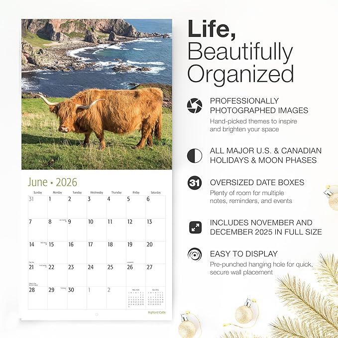 RED EMBER Select - Highland Cattle 2026 Wall Calendar 12 Month | 12" x 24" Open | Thick & Sturdy Paper | Giftable | Cow Animal Calendar 2026