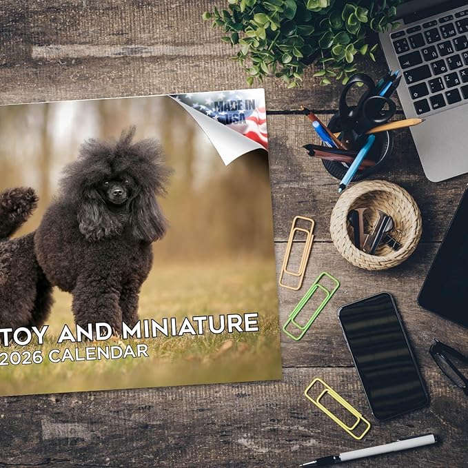 2025 2026 Poodle Toy and Miniature Calendar - Dog Breed Monthly Wall Calendar - 12" x 18" Open - Thick No-Bleed Paper - Giftable - Academic Teacher's Planner Calendar Organizing & Planning - Made in USA