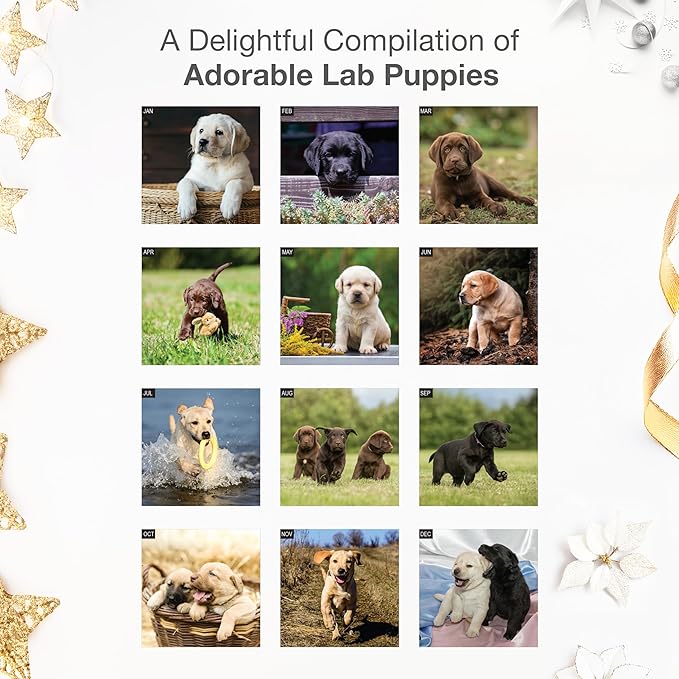 RED EMBER Select - Lab Puppies 2026 Wall Calendar 12 Month | 12" x 24" Open | Thick & Sturdy Paper | Giftable | Cute Labrador Retriever Puppy Dog Calendar 2026