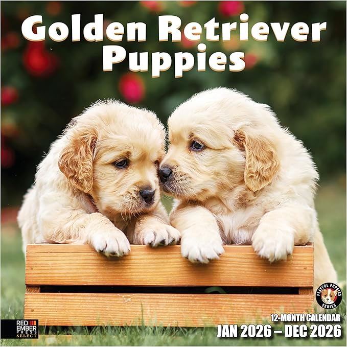 RED EMBER Select - Golden Retriever Puppies 2026 Wall Calendar 12 Month | 12" x 24" Open | Thick & Sturdy Paper | Giftable | Cute Puppy Dog Calendar 2026