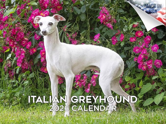 2025 2026 Italian Greyhound Calendar - Dog Breed Monthly Wall Calendar - 12" x 18" Open - Thick No-Bleed Paper - Giftable - Academic Teacher's Planner Calendar Organizing & Planning - Made in USA