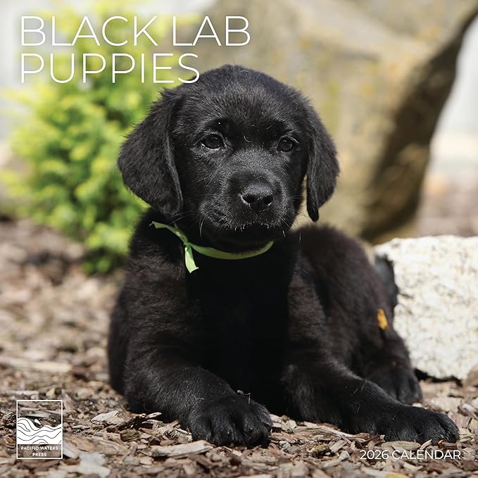 Black Lab Puppy Wall Calendar 2026 | 12" x 24" Open | Dog Calendar Photography Thick & Sturdy Paper | Office Kitchen Decor or Gift | Pacific Waters Press (Black Lab Puppies)