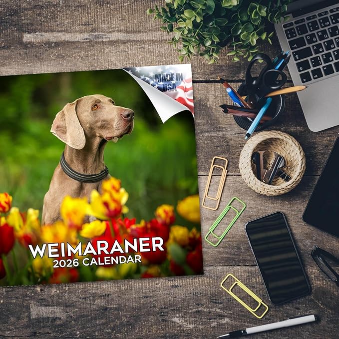 Weimaraner Calendar 2026 – 16-Month Dog Breed Wall Calendar by MegaCalendars – Large Daily Blocks, Thick No-Bleed Paper, Made in USA