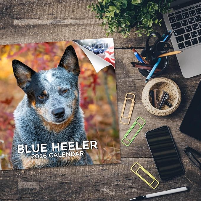 Blue Heeler Dog Calendar 2026 by MegaCalendars – Monthly Dog Breed Wall Calendar, Made in USA