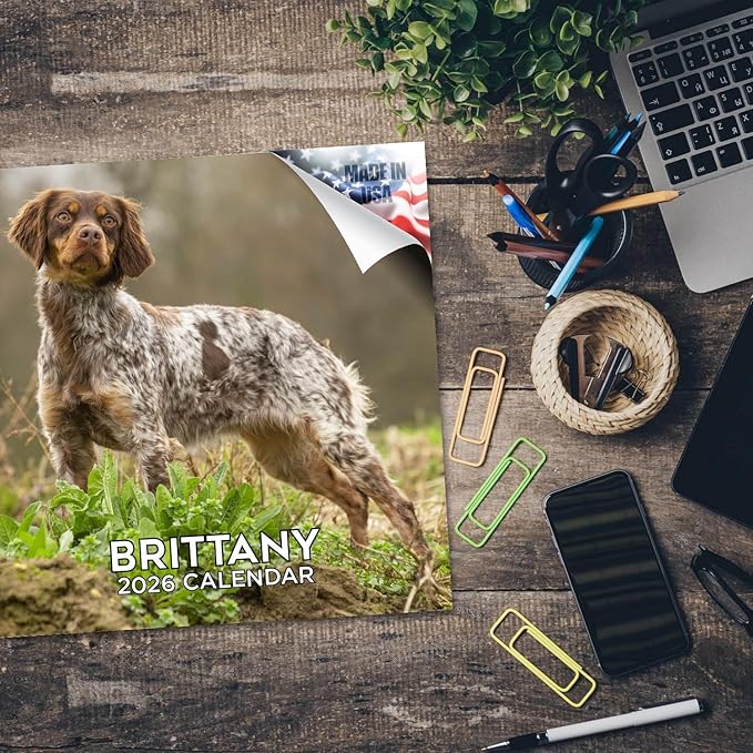 Brittany Calendar 2026 by MegaCalendars – Monthly Dog Breed Wall Calendar, Made in USA