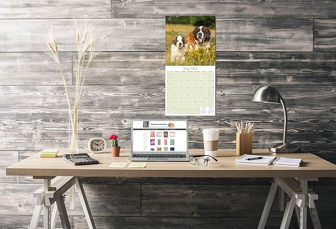 Saint Bernard Calendar 2026 by MegaCalendars – Monthly Dog Breed Wall Calendar, Made in USA