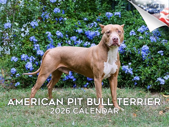 2025 2026 American Pit Bull Terrier Calendar - Dog Breed Monthly Wall Calendar - 12" x 18" Open - Thick No-Bleed Paper - Giftable - Academic Teacher's Planner Calendar Organizing & Planning - Made in USA