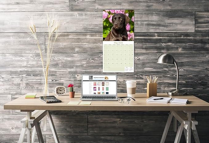 Chocolate Labrador Calendar 2026 by MegaCalendars – Monthly Dog Breed Wall Calendar, Made in USA