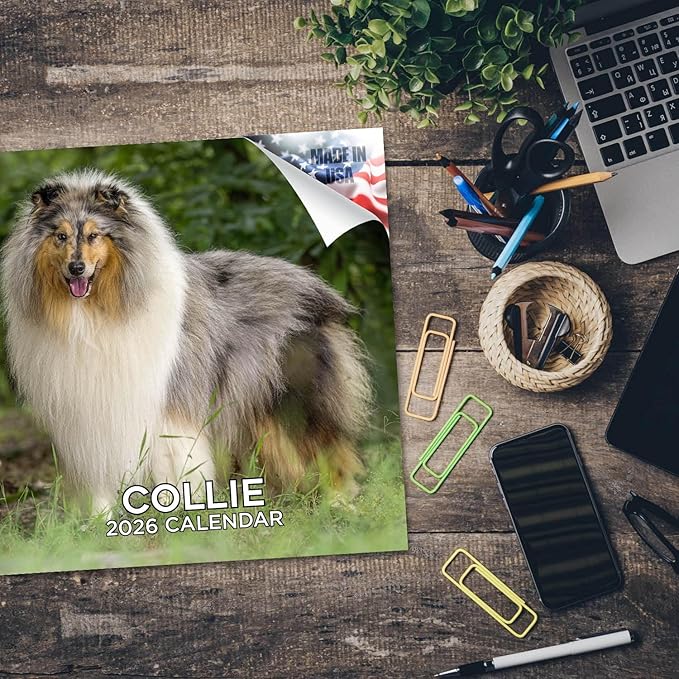 Collie Calendar 2026 by MegaCalendars – Monthly Dog Breed Wall Calendar, Made in USA