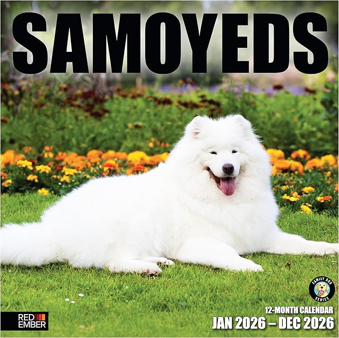 RED EMBER Samoyeds 2026 Wall Calendar 12 Month | 12" x 24" Open | Thick & Sturdy Paper | Giftable | Cute Puppy Dog Calendar 2026