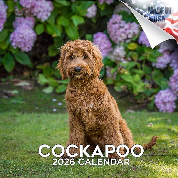 Cockapoo Calendar 2026 by MegaCalendars – Monthly Dog Breed Wall Calendar, Made in USA