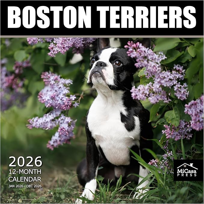 MICASA PRESS Boston Terriers 2026 Wall Calendar 12 Month | 12" x 24" Open | Thick & Sturdy Paper | Giftable | Cute Puppy Dog Calendar 2026