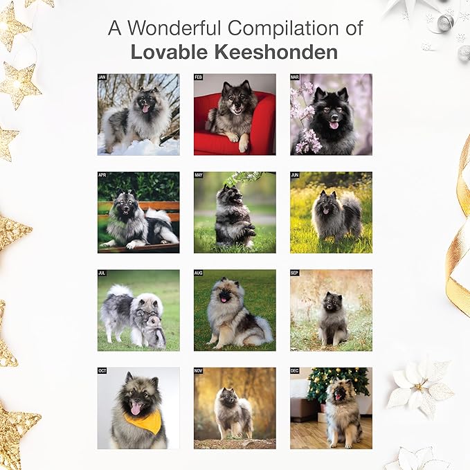 RED EMBER Keeshonden 2026 Wall Calendar 12 Month | 12" x 24" Open | Thick & Sturdy Paper | Giftable | Cute Puppy Dog Calendar 2026