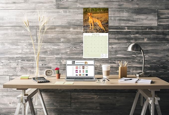 Vizsla Calendar 2026 by MegaCalendars – Monthly Dog Breed Wall Calendar, Made in USA