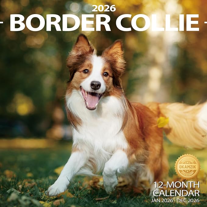 2026 Wall Calendar Border Collie Planner Calendar, Hangable Monthly Wall Calendar with Large Blocks for Organizing & Planning, Academic Schedule, Home, Office & family, Thick & Sturdy Paper (12"x24" Open)