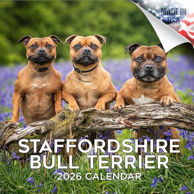 Staffordshire Bull Terrier Calendar 2026 by MegaCalendars – Monthly Dog Breed Wall Calendar, Made in USA