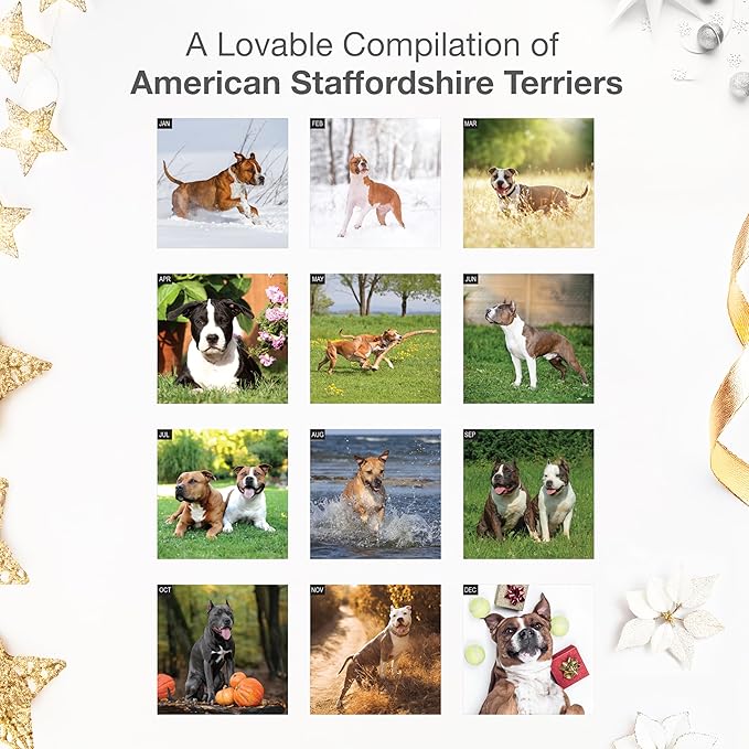 RED EMBER American Staffordshire Terriers 2026 Wall Calendar 12 Month | 12" x 24" Open | Thick & Sturdy Paper | Giftable | Cute Puppy Dog Calendar 2026