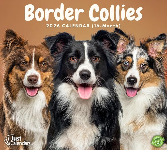 2026 Border Collies Dog Deluxe Wall Calendar | 16-Month Monthly Planner | Eco-Friendly Plastic-Free Organizer | Large 12" x 13.3" Home & Office Calendar with Holidays & Cute Border Collie Photos