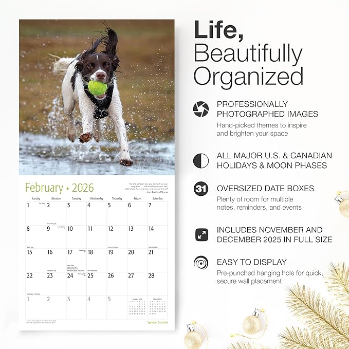 RED EMBER Springer Spaniels 2026 Wall Calendar 12 Month | 12" x 24" Open | Thick & Sturdy Paper | Giftable | Cute Puppy Dog Calendar 2026